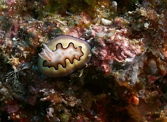 Raja Ampat 2016 - Chromodoris Coi - Co s Crmodoris  - Nudibranche -IMG_4758_rc